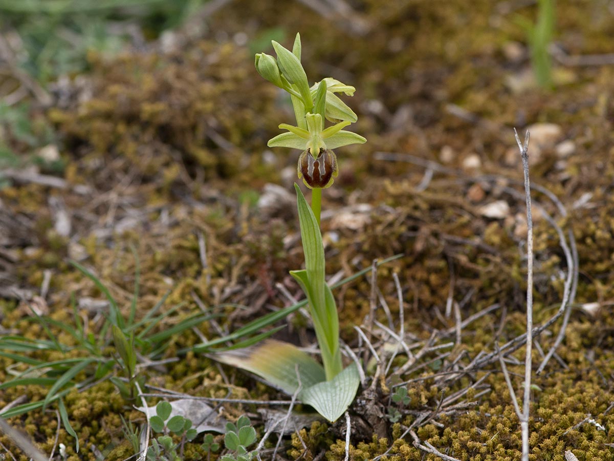 Habitus